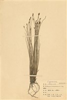 Scirpus morrisonensis Collection Image, Figure 1, Total 2 Figures